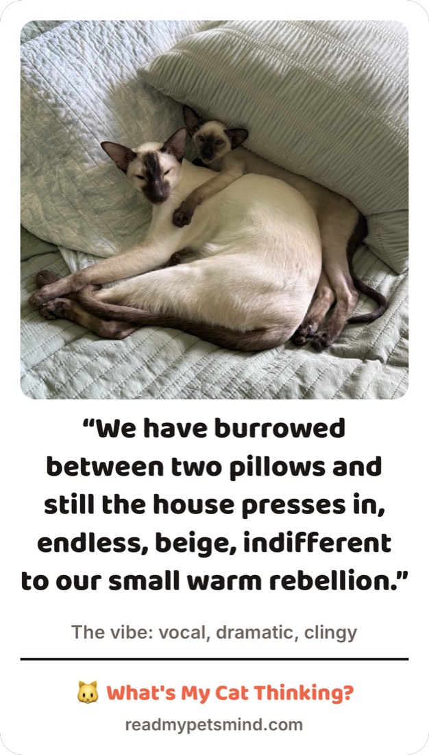 Share card: two Siamese cats curled between pillows. Caption reads, We have burrowed between two pillows and still the house presses in, endless, beige, indifferent to our small warm rebellion.