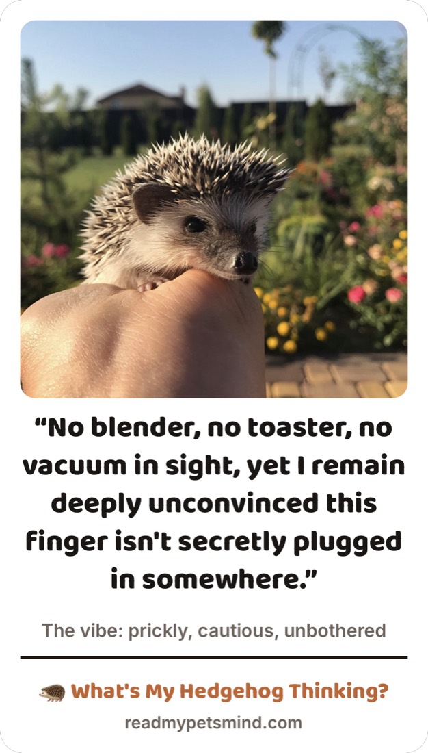 Share card: a hedgehog perched on a hand in a garden. Caption reads, No blender, no toaster, no vacuum in sight, yet I remain deeply unconvinced this finger isn't secretly plugged in somewhere.