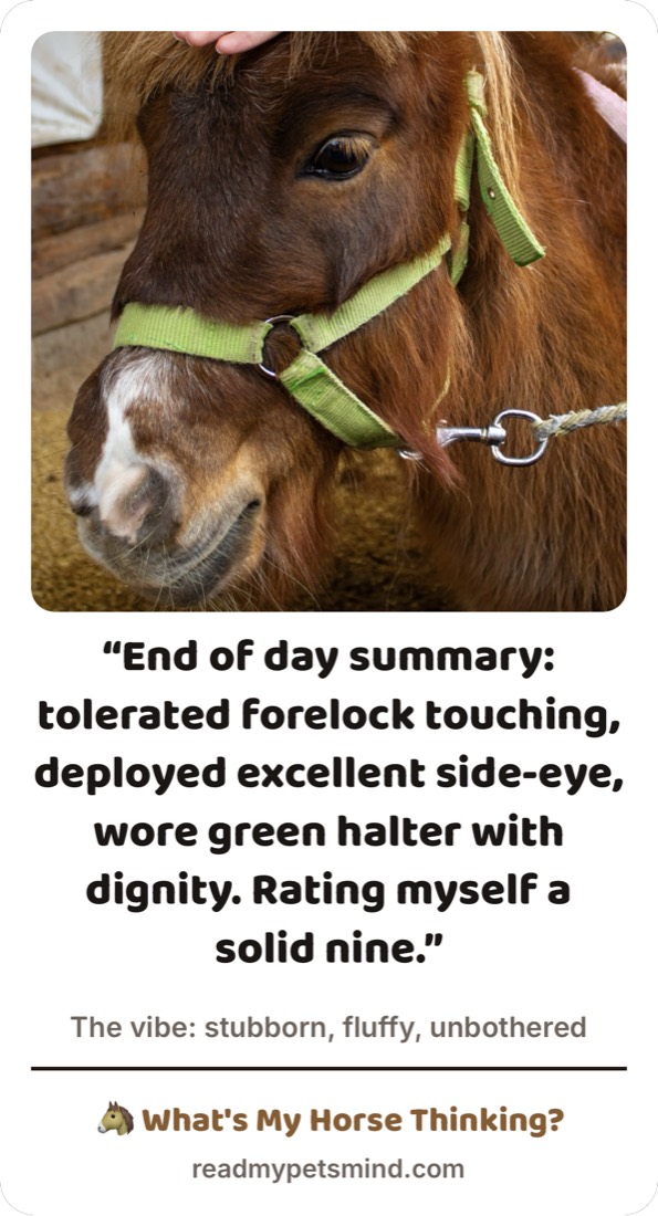 Share card: a chestnut horse in a green halter. Caption reads, End of day summary: tolerated forelock touching, deployed excellent side-eye, wore green halter with dignity. Rating myself a solid nine.